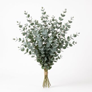 Freshy Frischer Eucalyptus Gunnii aus Italien | Farbe: Natürlich Grün | Frische Blumen | Länge ± 70 centimeter | Gewicht ± 300 gram | Pro Bund