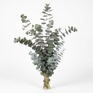 Freshy Frais Eucalyptus Baby Blue d'Italie | Couleur: Vert naturel | Fleurs fraîches | Longueur ± 70 centimeter | Poids ± 300 gram | Par botte