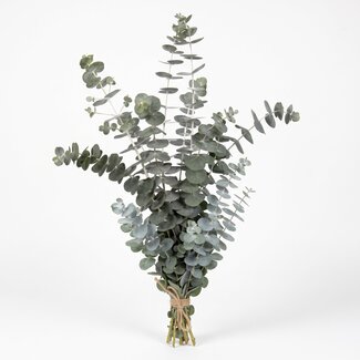 Freshy Verse Eucalyptus Baby Blue uit Italië | Kleur: Natuurlijk Groen | Verse Bloemen | Lengte ± 70 centimeter | Gewicht ± 300 gram | Per bos
