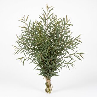 Freshy Frais Eucalyptus Nicholii d'Italie | Couleur: Vert Naturel | Fleurs fraîches | Longueur ± 70 centimeter | Poids ± 300 gram | Par bouquet