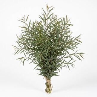 Freshy Fresh Eucalyptus Nicholii from Italy | Colour: Natural Green | Fresh Flowers | Length ± 70 centimetre | Weight ± 300 gram | Per bunch