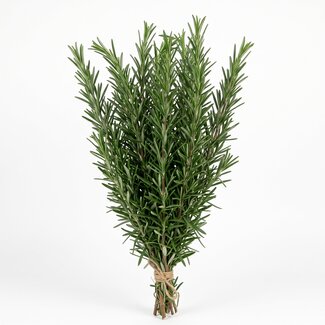 Freshy Romarin frais d'Italie | Couleur: Vert naturel | Fleurs fraîches | Longueur ± 50 centimeter | Poids ± 200 gram | Par bouquet