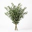Fresh olive branches from Italy | Colour: Natural Green | Fresh flowers | Length ± 70 centimetre | Weight ± 350 gram | Per bunch