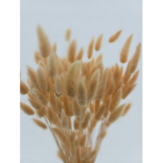 Dolce Vita Lachsfarbene Lagurus Trockenblumen | Länge ± 65 Zentimeter | Gewicht ± 100 Gramm