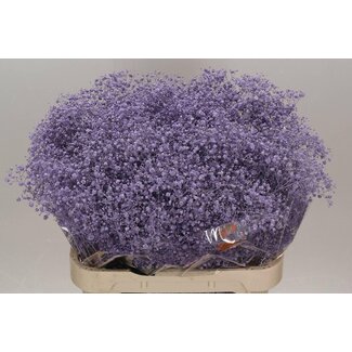 Freshy Gypsophila Paniculata Gipskruid “Xlence” Kleurbehandeld | Kleur: Milkapaars | Lengte ± 80 centimeter | Per 25 stelen verse bloemen