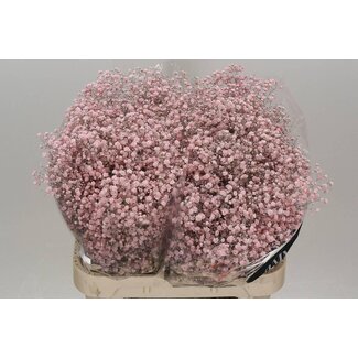 Freshy Gypsophila Gipskruid “Xlence” Kleurbehandeld | Kleur: Licht Roze | Lengte ± 80 centimeter | Per 25 stelen verse bloemen