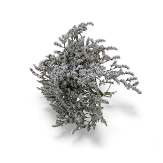 Dutch Dried Limonium Tataricum séché | Couleur : Blanc naturel | Fleurs séchées de Limonium | Longueur ± 25 centimètres | Poids 30 grammes | Par bouquet