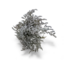 Gedroogde Limonium Tataricum | Kleur: Natuurlijk Wit | Limonium Droogbloemen | Lengte ± 25 centimeter | Gewicht 30 gram | Per bos