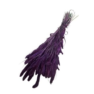 Dutch Dried Gedroogde Setaria | Kleur: Paars | Setarea Droogbloemen | Lengte ± 70 centimeter | Gewicht 150 gram | Per bos