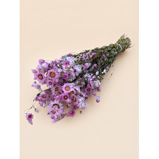 Dutch Dried Pink natural Rhodanthe dried flowers | Length ± 45 centimetres | ± 35 flowers per bunch