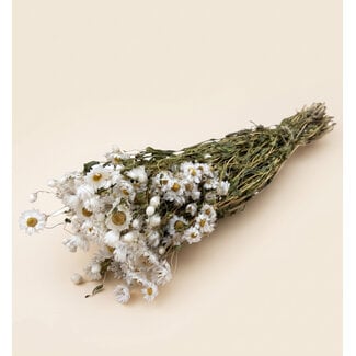 Dutch Dried White natural Rhodante dried flowers | Length ± 45 centimetres | ± 35 flowers per bunch