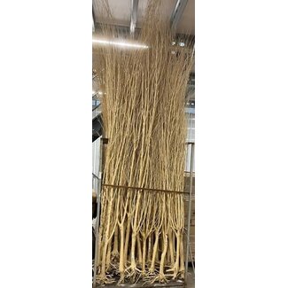 HBXD Decorative Branch “Manzanita Wild” | Colour: Light Brown | Dried Decoration | Length 270 centimetres | Length  270 centimetres | Per branch