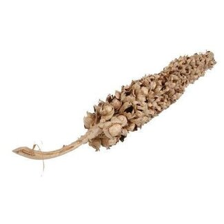 HBXD Branche décorative « Coco Torch Decorated Cacha » | Couleur : marron | Décoration pour fleurs séchées | Longueur 180 - 210 centimètres | À la branche