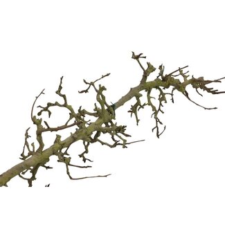 HBXD Decoratieve Tak “Pear” | Kleur: Bruin | Droogdecoratie | Lengte 200 centimeter | Per tak