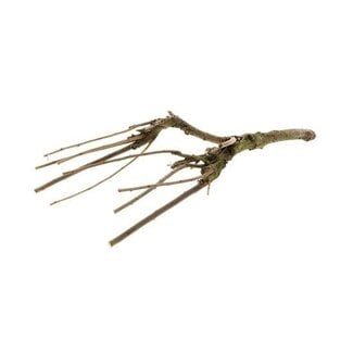 HBXD Seringen Tak “Sering Mossed” | Kleur: Bruin | Herfstdecoratie | Lengte 60 centimeter | Per tak