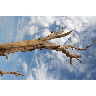 HBXD Branche décorative « Ghostwood » | Couleur : sable | Décoration séchée | Longueur  120 centimètres | Par branche
