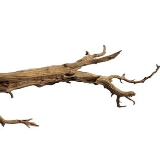 HBXD Decoratieve Tak “Ghostwood” | Kleur: Zand | Droogdecoratie | Lengte  150 centimeter | Per tak