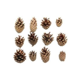 HBXD Pine cone “Silvester” | Colour: Brown | Christmas decoration | Weight 5 kilos | Per bag