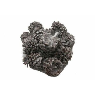 HBXD Pine Cone “Pinea” | Colour: Natural White | Christmas Decoration | Length 9 - 12 centimetres | Per 100 pine cones