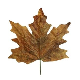 HBXD Dekorative Blätter „Maple Leaf Calvi“ | Farbe: Grün | Herbstdekoration | Länge 73 Zentimeter | Breite 78 Zentimeter | Pro 4 Blätter