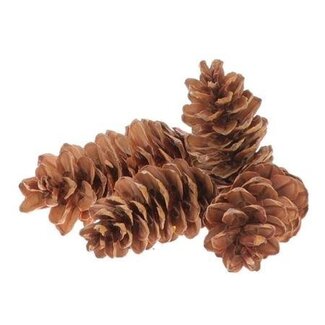 HBXD Tannenzapfen “Strobus” | Farbe: Braun | Weihnachtsdekoration | Gewicht 3 Kilo | Pro Beutel