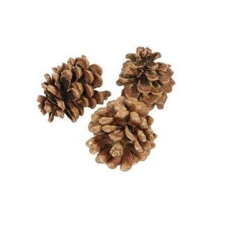HBXD Kiefernzapfen „Pinea“ | Farbe: Braun | Weihnachtsdekoration | Länge 9 -12 Zentimeter | Pro 100 Kiefernzapfen