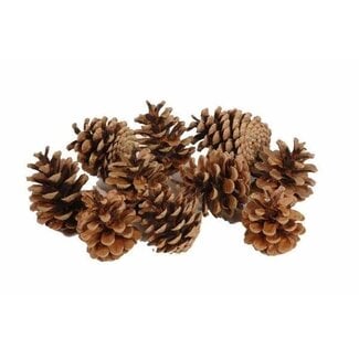 HBXD Dennenappel “Oostenrijker” | Kleur: Bruin | Kerstdecoratie | Gewicht 10 kilo | Per zak