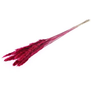 QC Gedroogde Fluffy Pampas Pluimen | Kleur: Cerise | Lengte ± 70 centimeter | 10 pluimen per bos | Per bos
