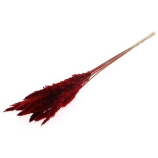QC Gedroogde Fluffy Pampas Pluimen | Kleur: Rood | Lengte ± 70 centimeter | 10 pluimen per bos | Per bos