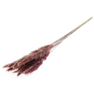 QC Gedroogde Fluffy Pampas Pluimen | Kleur: Roze | Lengte ± 70 centimeter | 10 pluimen per bos | Per bos