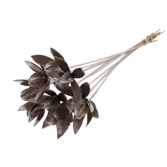 QC Wild Lily seed pod on stem | Colour: Champagne-coloured | Length pick ± 50 centimeter | Per 10 picks