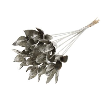 QC Wilde Lilie Samenkapsel am Stiel | Farbe: Platinfarbig | Länge Stecker ± 50 centimeter | Pro 10 Stecker