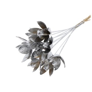 QC Wild Lily seed pod on stem | Colour: Silver-coloured | Length stem pick ± 50 centimetre | Per 10 stem picks