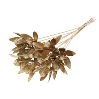 QC Wild Lily seed pod on stem | Colour: Antique Gold-coloured | Length stem pick ± 50 centimeter | Per 10 stem picks