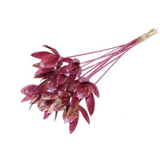 QC Wild Lily seed pod on stem | Colour: Metallic Pink | Length stem pick ± 50 centimeter | Per 10 stem picks