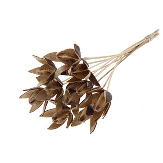 QC Wild Lily seed pod on stem | Colour: Natural Brown | Length stem pick ± 50 centimetre | Per 10 stem picks