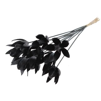 QC Wild Lily seedpod on stake | Colour: Black | Length stake ± 50 centimetre | Per 10 stakes