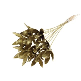 QC Wild Lily seed pod on stem | Colour: Gold-coloured | Length stem pick ± 50 centimeter | Per 10 stem picks