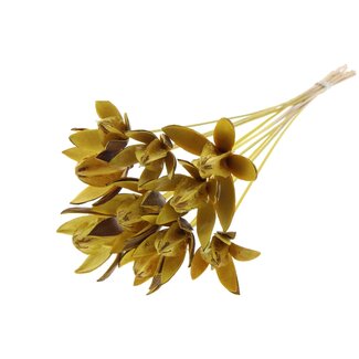 QC Wild Lily seed pod on stem | Colour: Yellow | Length stem pick ± 50 centimeter | Per 10 stem picks