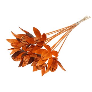QC Wild Lily seed pod on stake | Colour: Orange | Length stem pick ± 50 centimeter | Per 10 stem picks