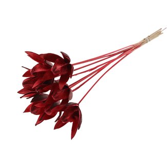 QC Wild Lily seed pod on stem | Colour: Red | Length stem pick ± 50 centimetre | Per 10 stem picks