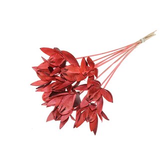 QC Wild Lily seed pod on stem | Colour: Coral-coloured | Length stem pick ± 50 centimetre | Per 10 stem picks