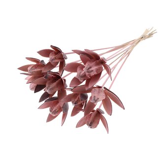 QC Wilde Lilie Samenschote auf Stab | Farbe: Frosted Rosa | Länge Stecker ± 50 centimeter | Pro 10 Stecker