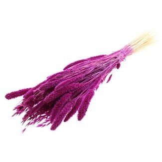 QC Strauß Gebleichte Getrocknete Blumenmix | Farbe: Lilafarbig | Länge ± 60 centimeter | Pro Bund