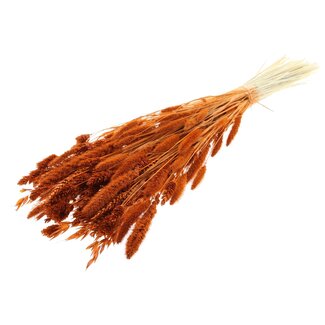 QC Strauß Gebleichte Getrocknete Blumenmischung | Farbe: Terrakotta | Länge ± 60 centimeter | Pro Bund