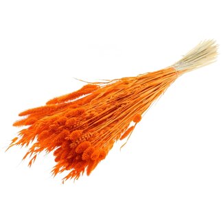 QC Strauß Gebleichte Getrocknete Blumenmischung | Farbe: Orange | Länge ± 60 centimeter | Pro Bund