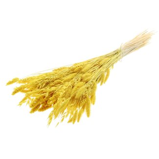 QC Strauß Gebleichte getrocknete Blumenmischung | Farbe: Gelb | Länge ± 60 centimeter | Pro Bund