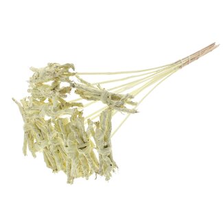 QC Decorative Coco Rose posy on stick | Colour: Cream-coloured | Coco Rose Posy Pick | Pick length ± 50 centimetre | 10 picks per bunch