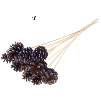 QC Pine cone on stick | Colour: Brown with Metallic Purple Pointed | Diameter 5 - 7 centimetre | Length ± 50 centimetre | 10 picks per bunch