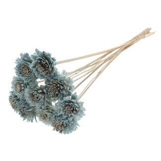 QC Shola Zinnia Blume am Stiel | Farbe: Hellblau | Shola Zinia | Durchmesser 6 centimeter | Länge ± 50 centimeter | 10 Steckstecker pro Bund | Pro Bund